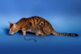 /album/amina/a6-beauty-cat-faith-bengal-katzen-jpg/